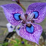 Phalaenopsis Seeds | Butterfly Orchid Flower Seed | 500 Seeds
