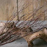 A Bundle Natural Birch Twigs Birch Branches Centerpieces Party Decorative