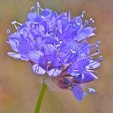100+ Queen Anne's Thimbles (Gilia capitata)  seeds