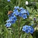 PERENNIAL:  Chinese Forget-ME-NOT 40-50 Seeds 'Cynoglossum' - Extremely Fragrant, Easy to Grow, Organic Seed