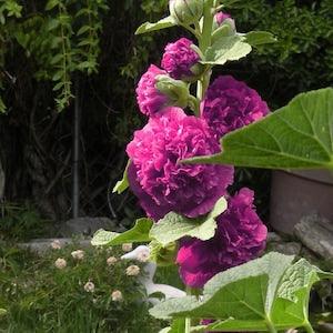 DOUBLE VIOLET HOLLYHOCK Alcea Rosea Plena Chaters Hardy Perennial, 5 Seeds