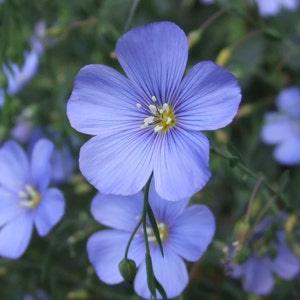 BULK |  BLUE FLAX/Perennial Flax | 1/4 ounce | Perennial Flower | Rock Garden | Mass Plantings