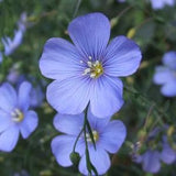 BULK |  BLUE FLAX/Perennial Flax | 1/4 ounce | Perennial Flower | Rock Garden | Mass Plantings