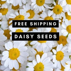 30 Common Daisy Flower Seeds New