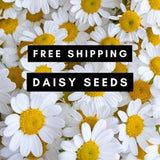 30 Common Daisy Flower Seeds New