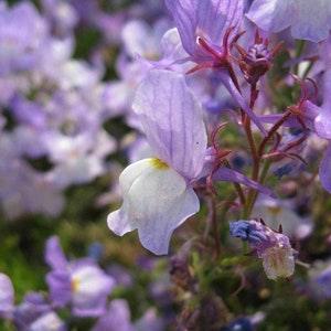 Linaria Maroccana Snapdragon Fairy Bouquet Flower Seed "COOL BEANS N SPROUTS"
