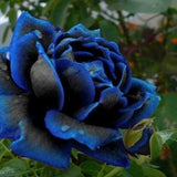 midnight suprime rose,368, flower roses seeds, roses from seeds,planting roses,growing roses from seeds,seeds for roses