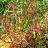 Carnivorous Plant seeds 15 Antler Leaf Sundew REAL seeds