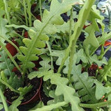 Grow Your Own Unusual Fishbone or Ric Rac or ZigZag Cactus from a Cutting