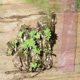 Resurrection Fern 4x8