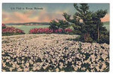 Lily Field in Bloom Bermuda UNP Linen White Lilies 232 Yankee Store Postcard
