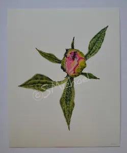 Colored Pencil Drawing of? Peony Flower Bud, 8 x 10, Gicl???e Print