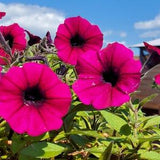 Petunia colour mix