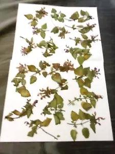 Purple Nettle Pressed 20 Bunches with Leaves Crafts