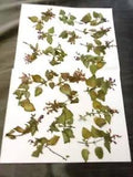 Purple Nettle Pressed 20 Bunches with Leaves Crafts