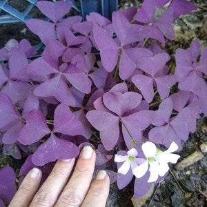 No 30 Oxalis Purple 1 Rhizome Plants Oxalis Rhizome Bulbs