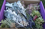 Misc. Natural Dried Flowers & Foliage, Hydrangea, Dusty Miller, Korean Mint USA
