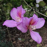 Orchid tree 'Bauhinia purpurea' seeds FRESH