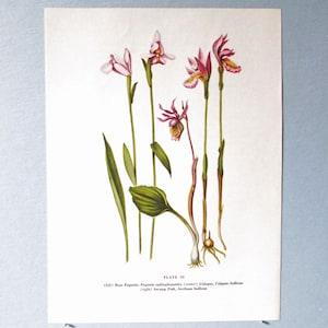 Wild flower Calypso Orchid Botanical Art Print/ Vintage Wildflower rose pogonia Book Plate 35 Lithograph Wall Art to frame/ 7 3/4 X 10 3/8"