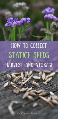 HOW TO COLLECT STATICE SEEDS -HARVEST AND STORAGE Flower Delivery
