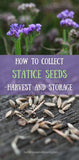 HOW TO COLLECT STATICE SEEDS -HARVEST AND STORAGE Flower Delivery