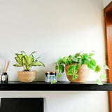 Rattan Pot / Rattan Bowl / Wicker Planter.