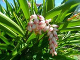 10 Shell Ginger Alpinia Zerumbet Live Porcelain Lily Plant Rhizome Exotic Flower