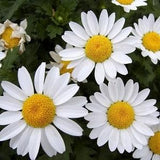 Creeping Daisy Mini Marguerite Dwarf White Flowers 0.2g / 100 Seeds - Chrysanthemum Paludosum GMO FREE