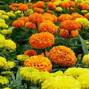 Marigold seeds, flower seeds, Seeds,