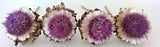 Lot of Four Real Dried Artichoke Flowers ~ 4 Inches Wide on Natural Stems-Lot 13