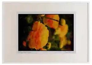 Wild Flowers Plants 013101 Yellow Peonies Watercolour Picture Frame