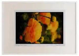 Wild Flowers Plants 013101 Yellow Peonies Watercolour Picture Frame