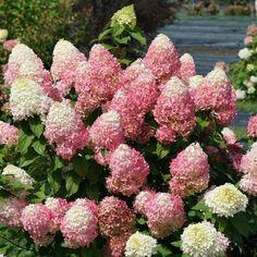 Quick Fire Fab? Panicle Hydrangea - 8`` Flower Delivery