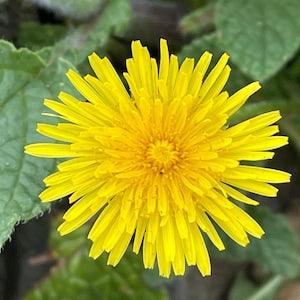 Dandelion Seeds Butterflies Bees Birds Pollinators love it Help feed native birds from Urban Food forest