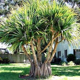 Pandanus utilis live plant-screwpine