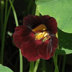 20  Exotic Black Velvet Nasturtium Seeds-Nasturtium Tom Thumb Seeds- Tropaeolum Nanum-Rare Annual flower-B510