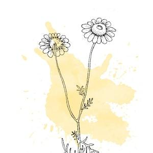 Dyer's chamomile seeds - 500 seeds for growing dye plants to naturally dye orange yellow / Anthemis tinctoria