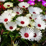 100 Gelato WHITE ICE PLANT Mesembryanthemum Livingstone Daisy Flower Seeds