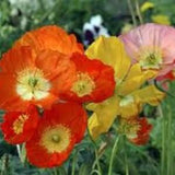 Californian Poppy flower seeds - code 082 -eschscholzia californica