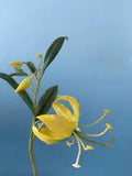 cake topper sugar flower flame lily