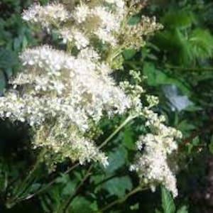 Meadowsweet seeds 20 count