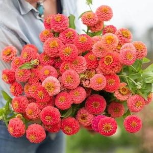 25+ Beautiful ZINNIA ?C Lilliput Salmon peach seeds