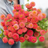 25+ Beautiful ZINNIA ?C Lilliput Salmon peach seeds