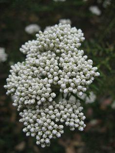 Rice Flower (Ozothamnus diosmifolius) Flower Delivery