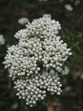 Rice Flower (Ozothamnus diosmifolius) Flower Delivery