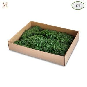 Preserved Flat Sheet Moss - Natural Lichen- Decorative Stabilized Moss Covering Soil and Dressing Potted Plant - Moss Art Wall /Table Decor