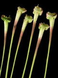 Artificial pitcher plant stems, carnivorous flowers GREEN