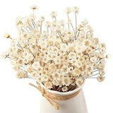 Natural Dry Flowers Brazilian Small Star Daisy Dried Decorative Mini White 200