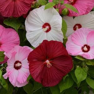HARDY GIANT HIBISCUS Mix Large Rose Mallow Moscheutos Native 3 Rare Seeds