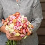 50 Strawflower Seashell Seed Mix / Helichrysum bracteatum / Dried Arrangement/ Wedding Bouquet Flowers / Wildflowers / Cut Flowers